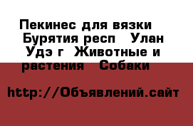 Пекинес для вязки  - Бурятия респ., Улан-Удэ г. Животные и растения » Собаки   